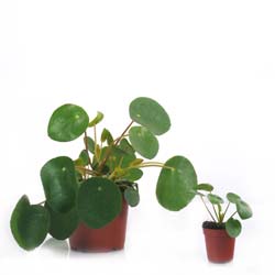 Piléa, Plante à monnaie chinoise / Pilea peperomioides